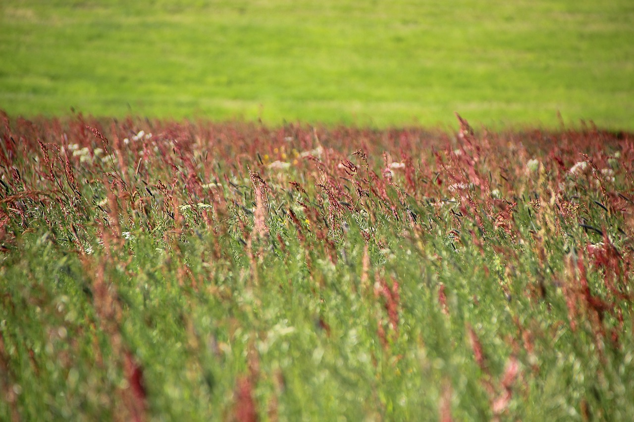 Preparing for Allergies and Asthma During Emergencies